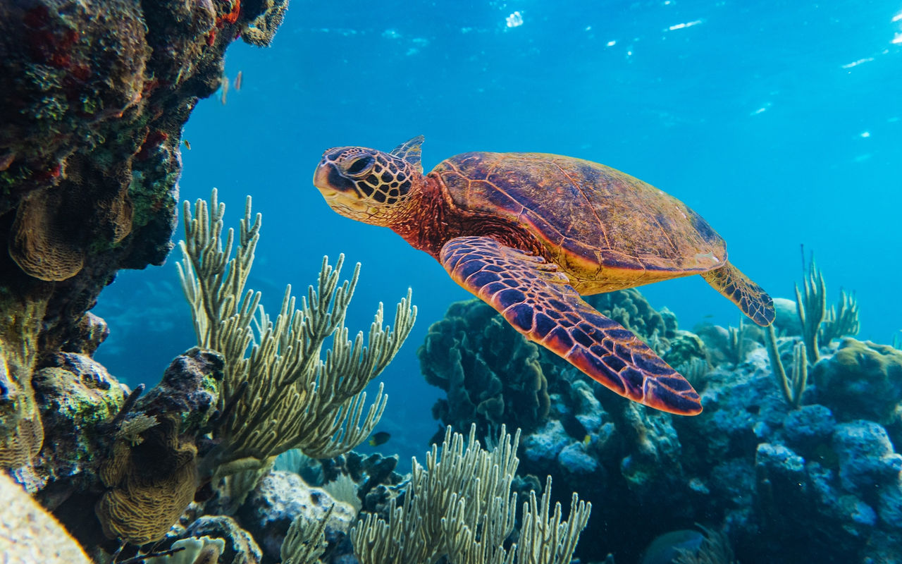 Descubre en Pestana Stories, nuestros consejos para tu próximo viaje a Bazaruto