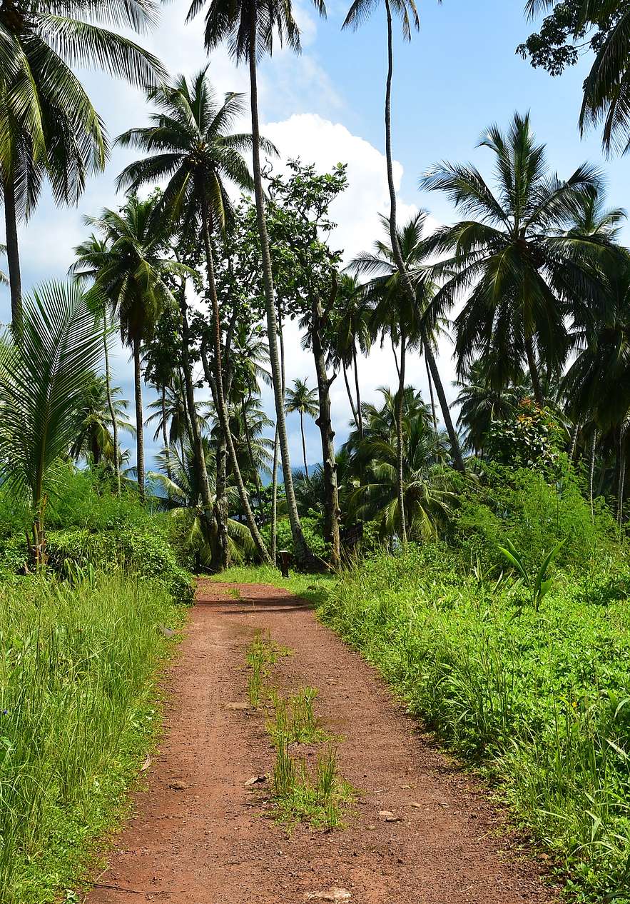 Senderos para caminar rodeados de paisajes tropicales con palmeras y cielo azul en Ilhéu das Rolas