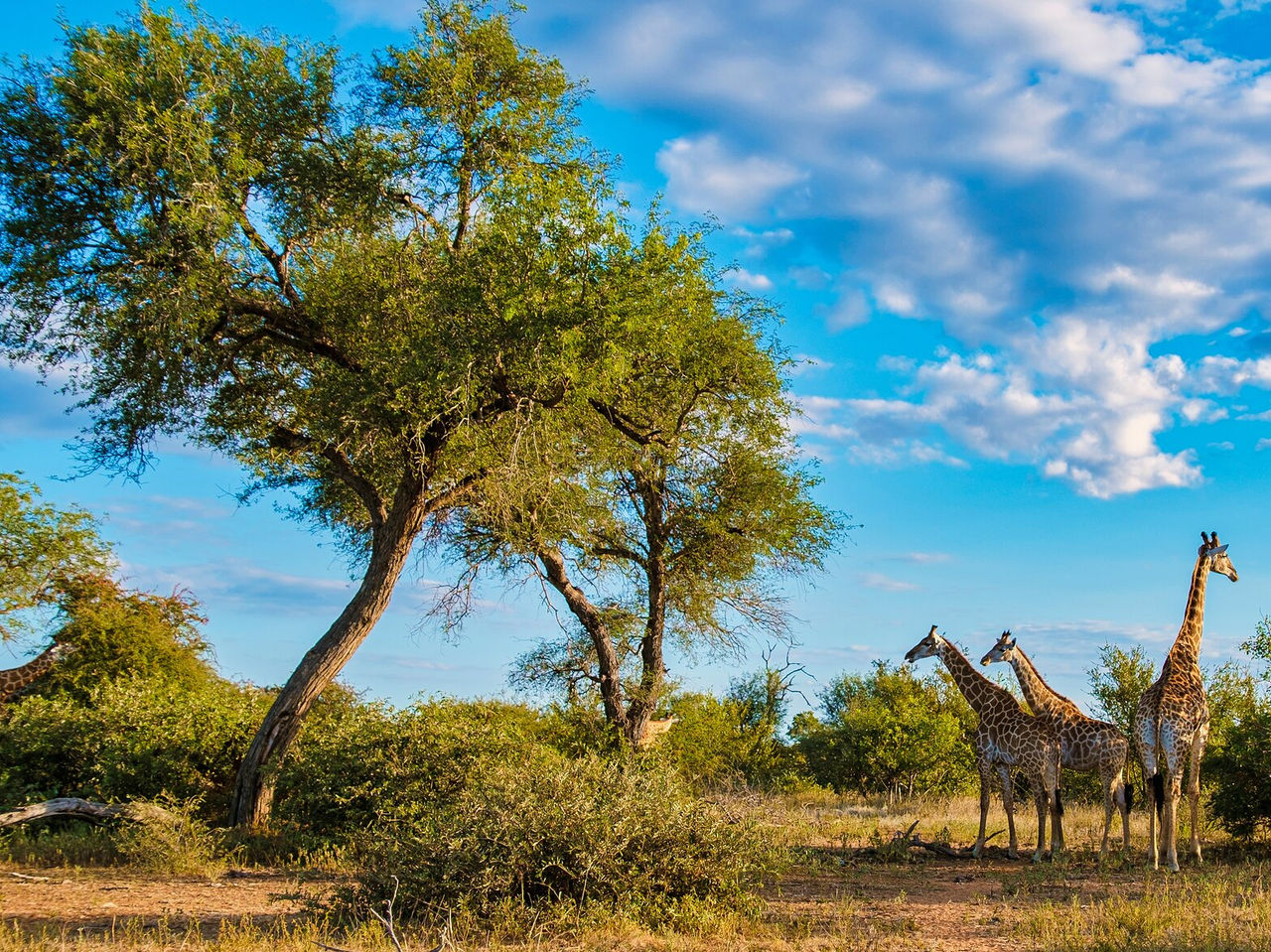 Las jirafas del Parque Kruger encantan con su elegancia, pastando serenamente entre los altos árboles de la sabana