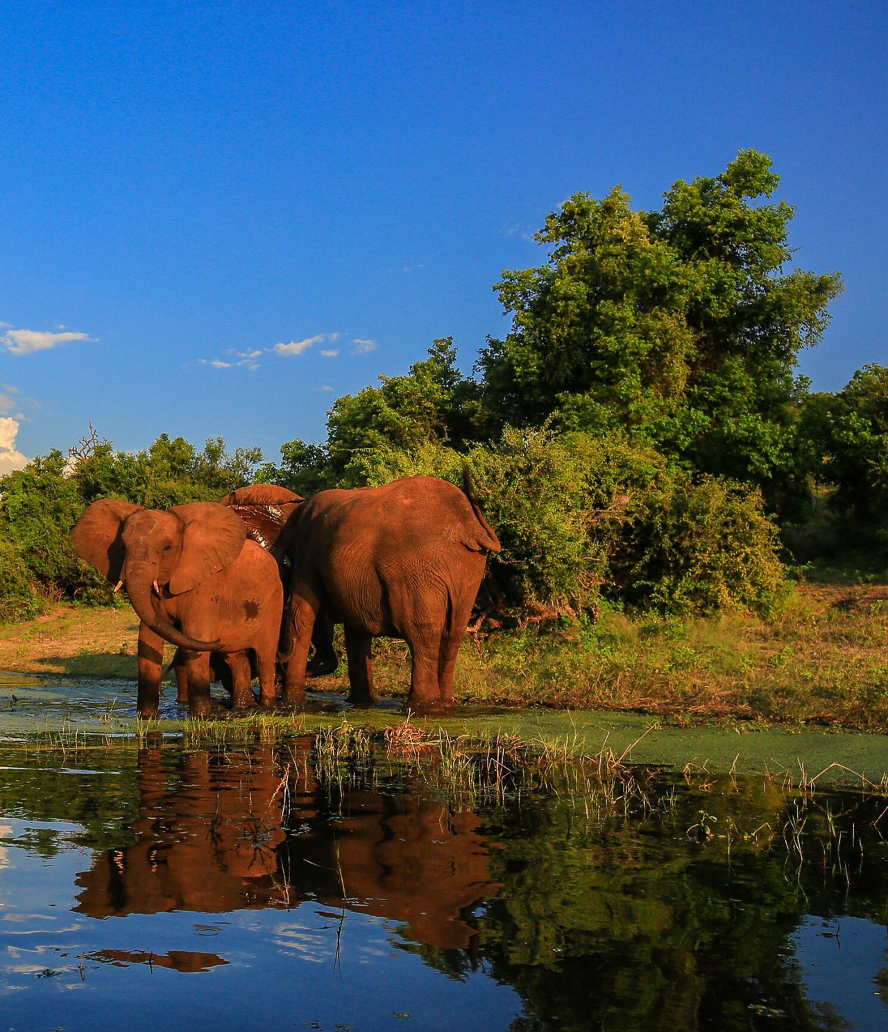  Tres elefantes bañándose en un lago en el Parque Kruger, rodeados de árboles y vegetación
