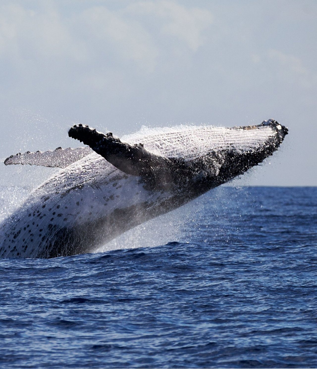 Ballena jorobada saltando fuera del agua, con las aletas extendidas, contra un fondo azul y mar agitado