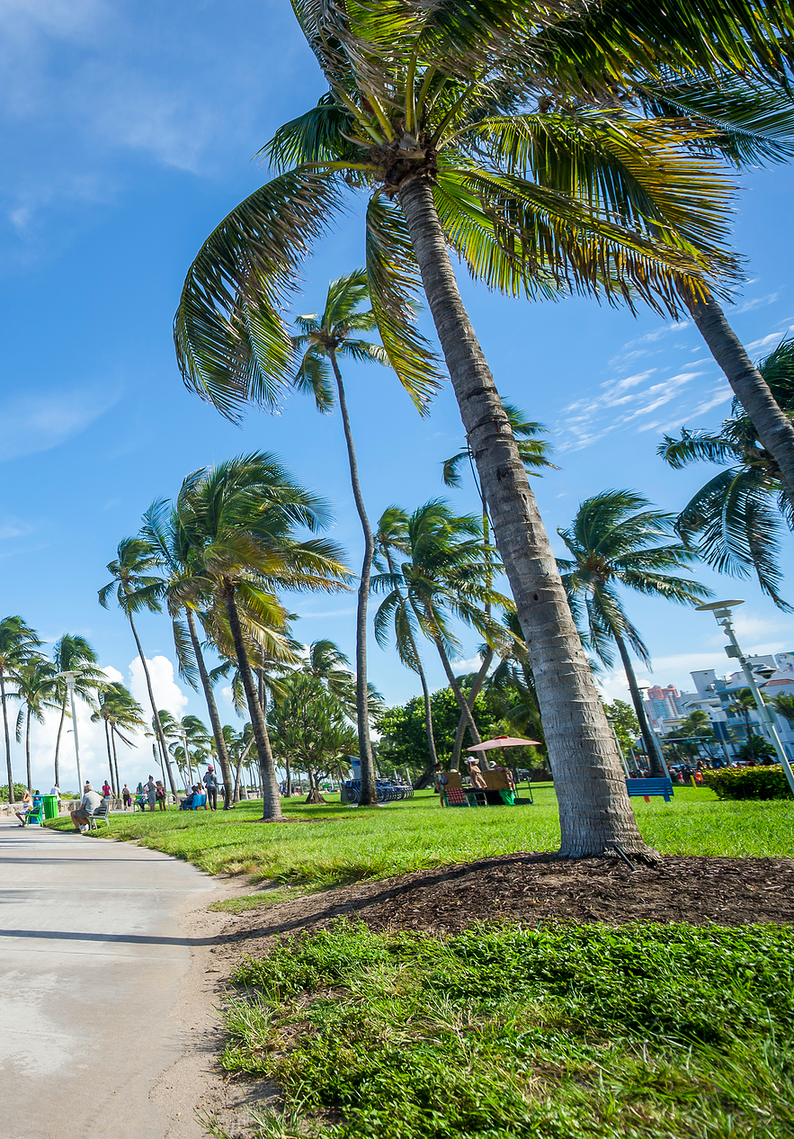 Pessoas a andar de bicicleta numa ciclovia, em Miami, rodeada de palmeiras e com pessoas na relva
