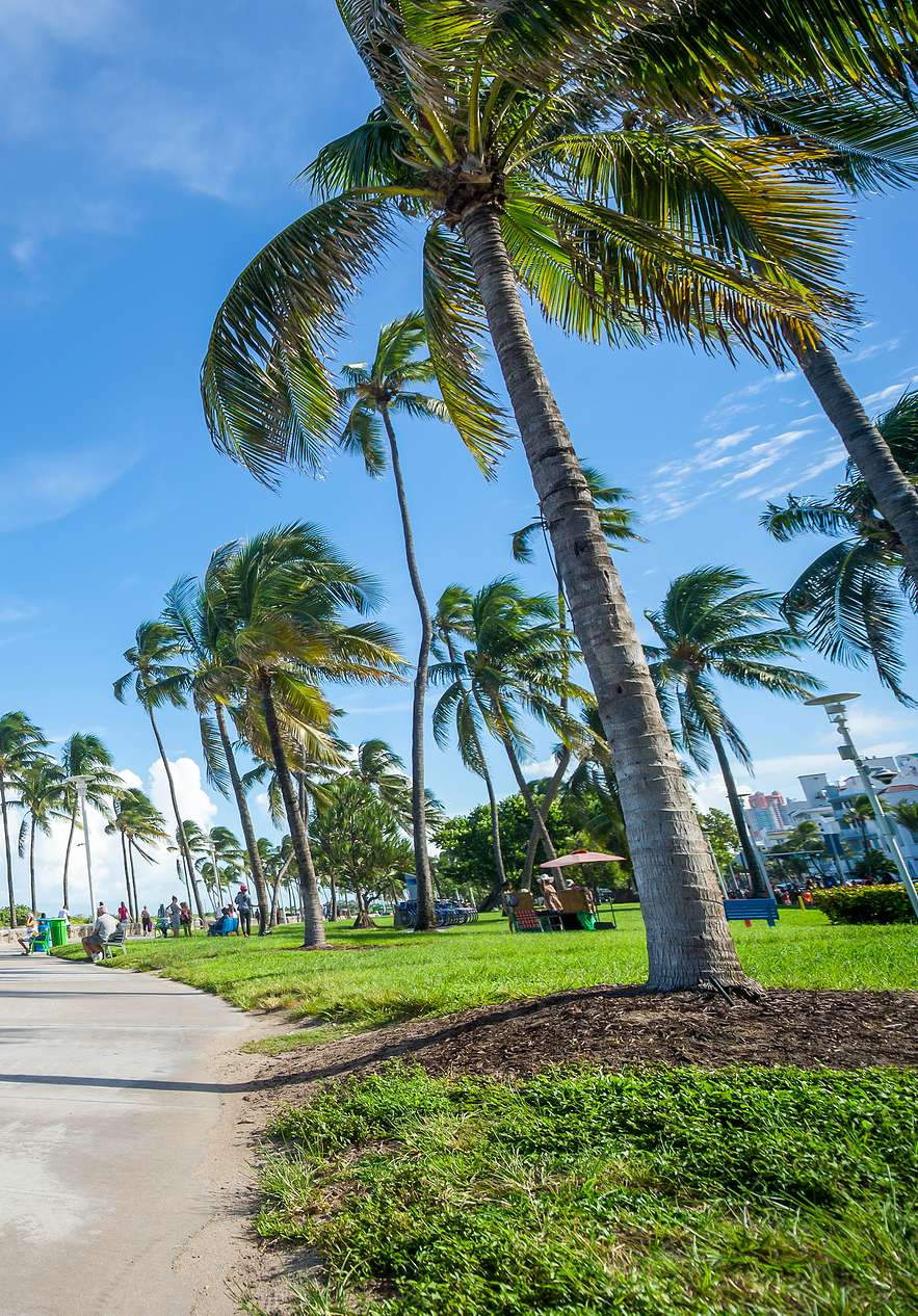 Pessoas a andar de bicicleta numa ciclovia, em Miami, rodeada de palmeiras e com pessoas na relva