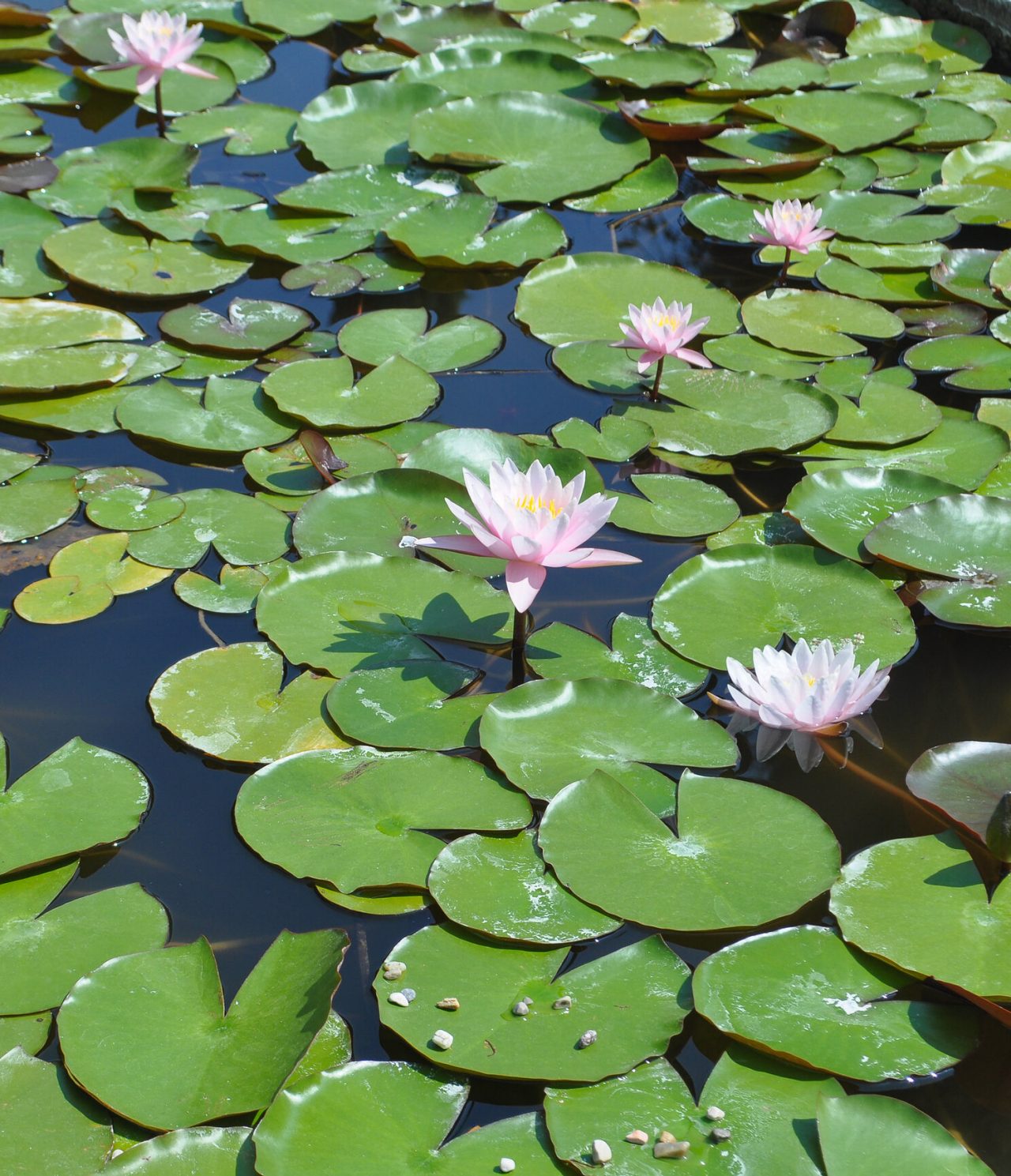 Vista de vários nenúfares num lago em São Paulo, com flores cor-de-rosa a surgir da água