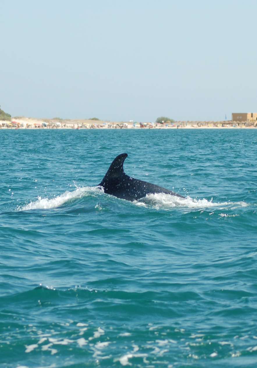 Parte superior de um golfinho vistado de um barco, muito próximo, com a praia ao longe e alguns prédios em redor