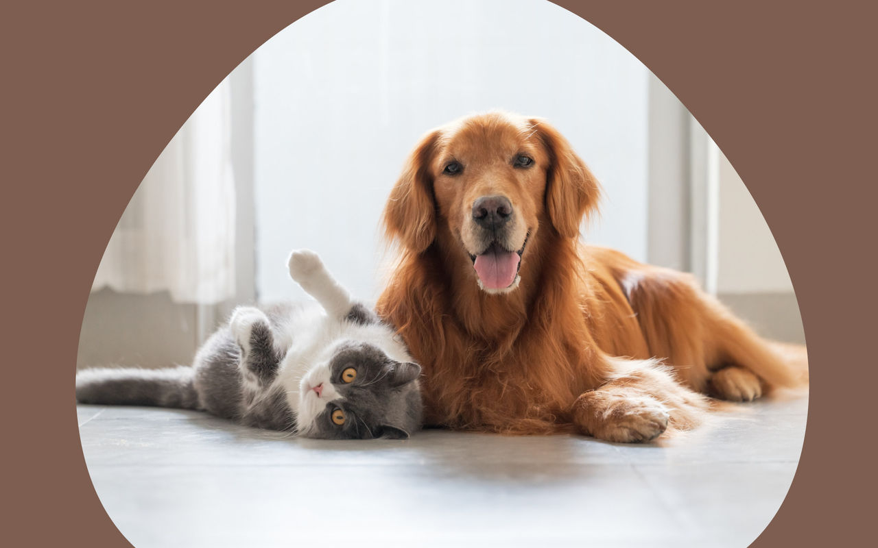 Pet friendly