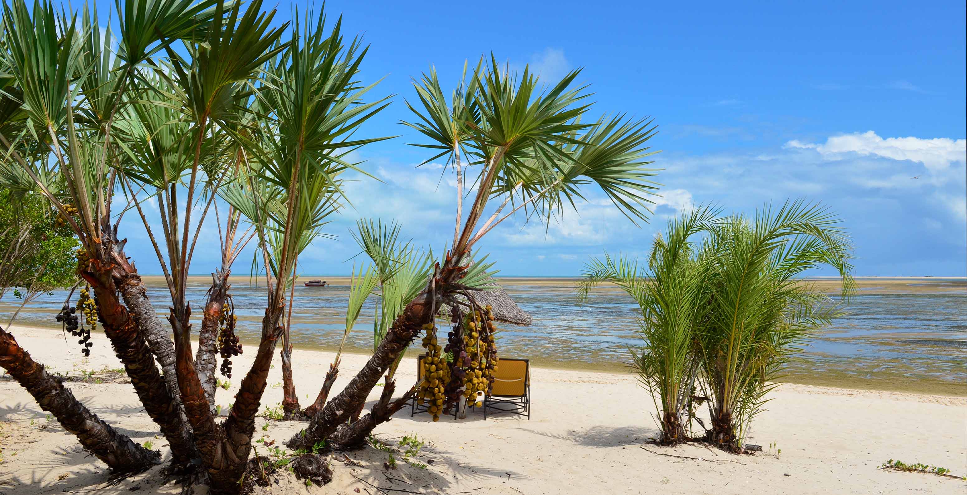 Strand der Insel Bazaruto mit mehreren Palmen und einem Strohdach mit zwei Stühlen