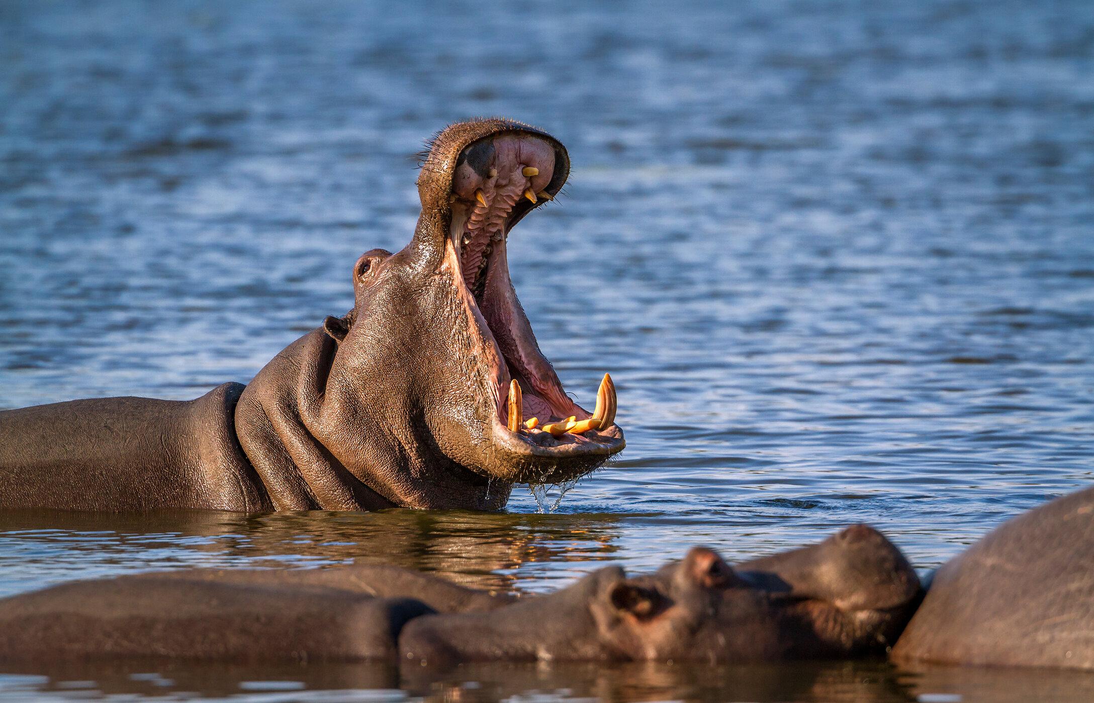 Gruppe von Flusspferden, die sich in den ruhigen Gewässern eines Flusses im Krüger-Nationalpark entspannen, während eines von ihnen das Maul öffnet