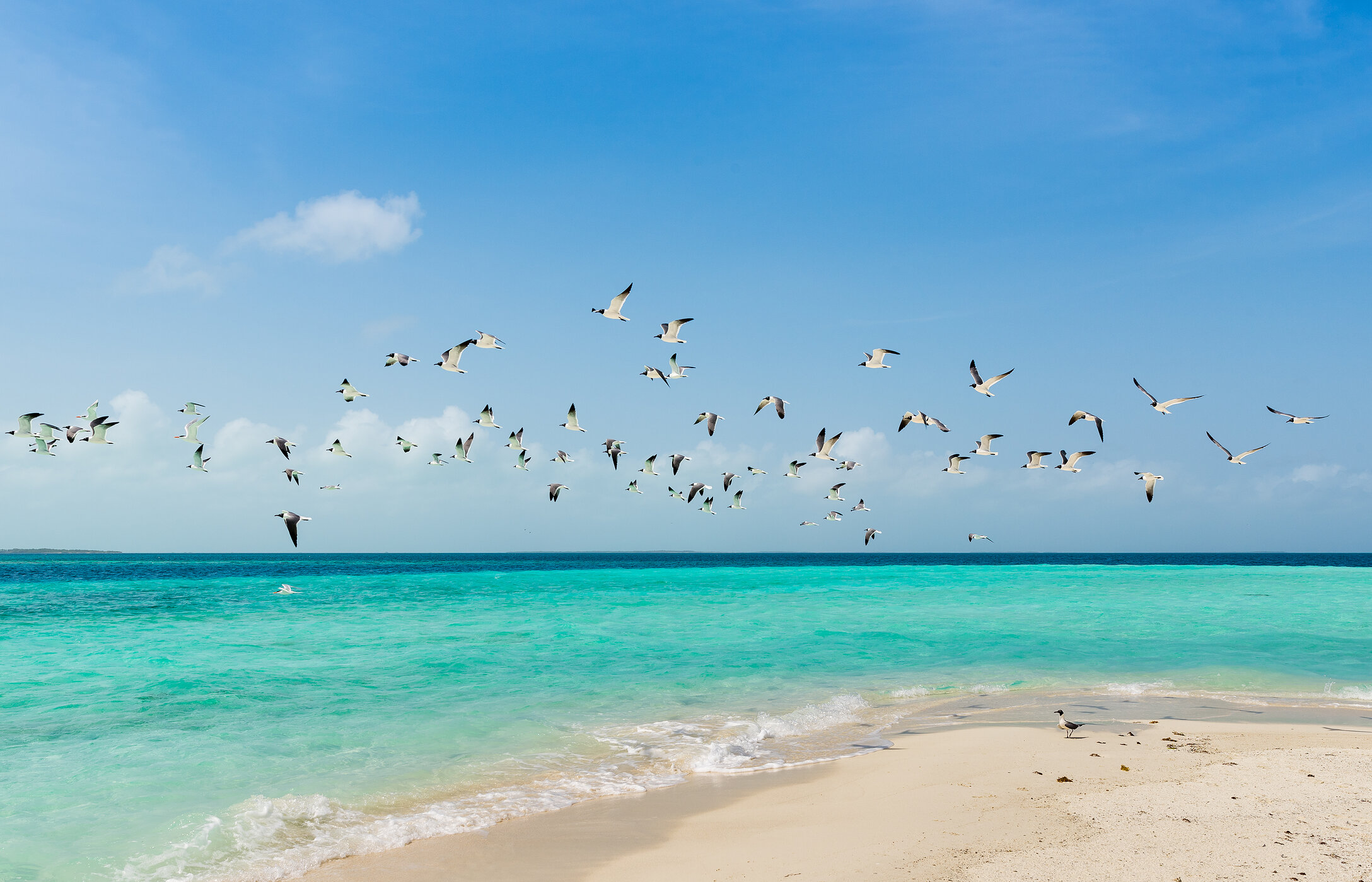Blick auf den Strand des Los Roques-Archipels in Venezuela, mit einem Vogelschwarm, der über das kristallklare Wasser fliegt.