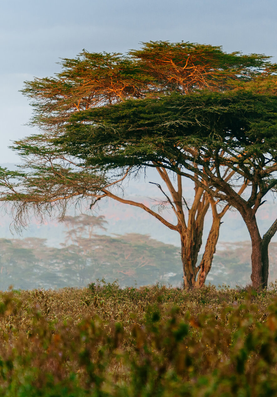 Discover South Africa and explore Kruger National Park, where you can see animals in their natural habitat.