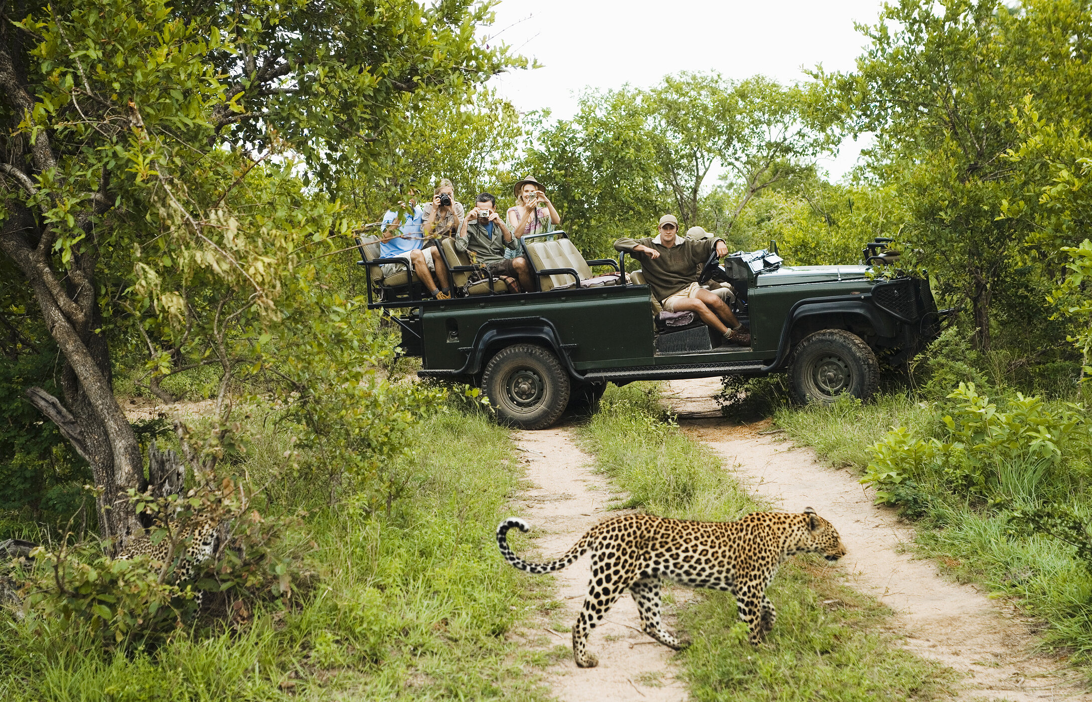 A safari in Kruger allows you to see wildlife up close, creating unforgettable memories in nature