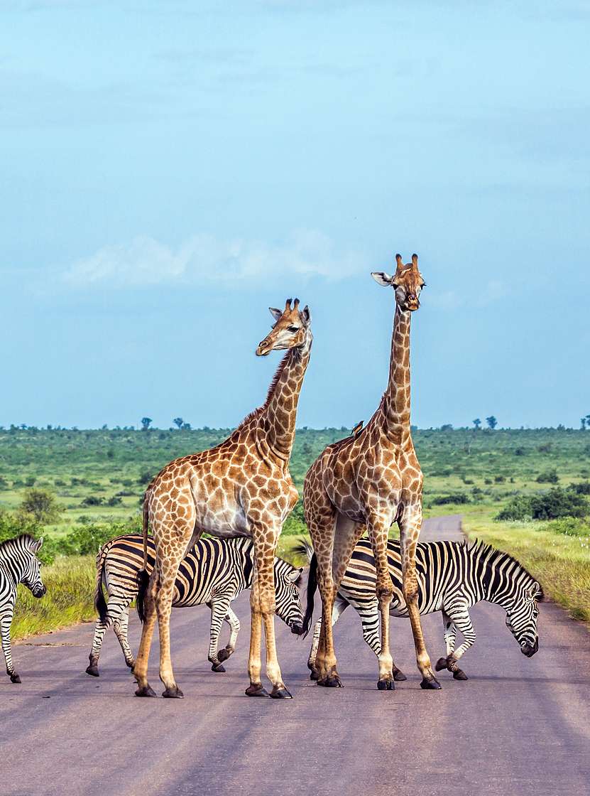 El Parque Kruger, en Sudáfrica, es uno de los parques más grandes y famosos, hogar de los Big Five y rica biodiversidad