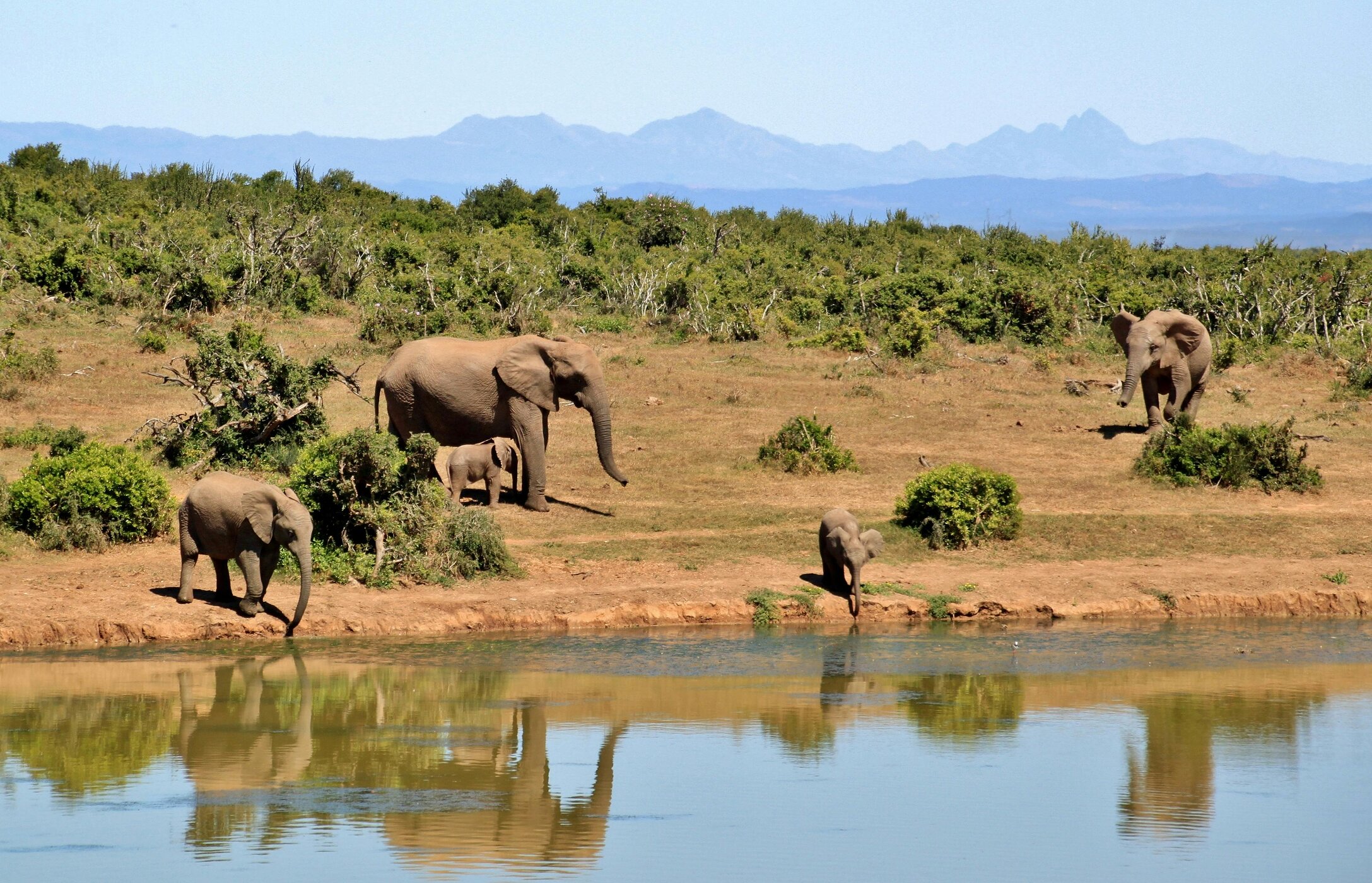 Olifanten in Kruger National Park naderen met hun kalveren om water te drinken