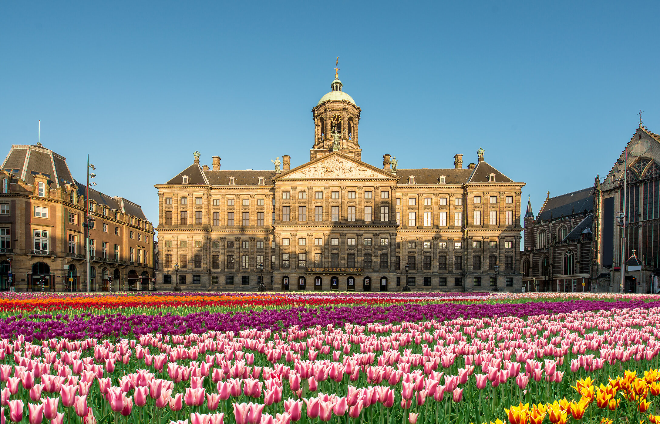 Palácio Real de Amsterdão, uma imponente construção de tijolo com um tapete vibrante de tulipas coloridas