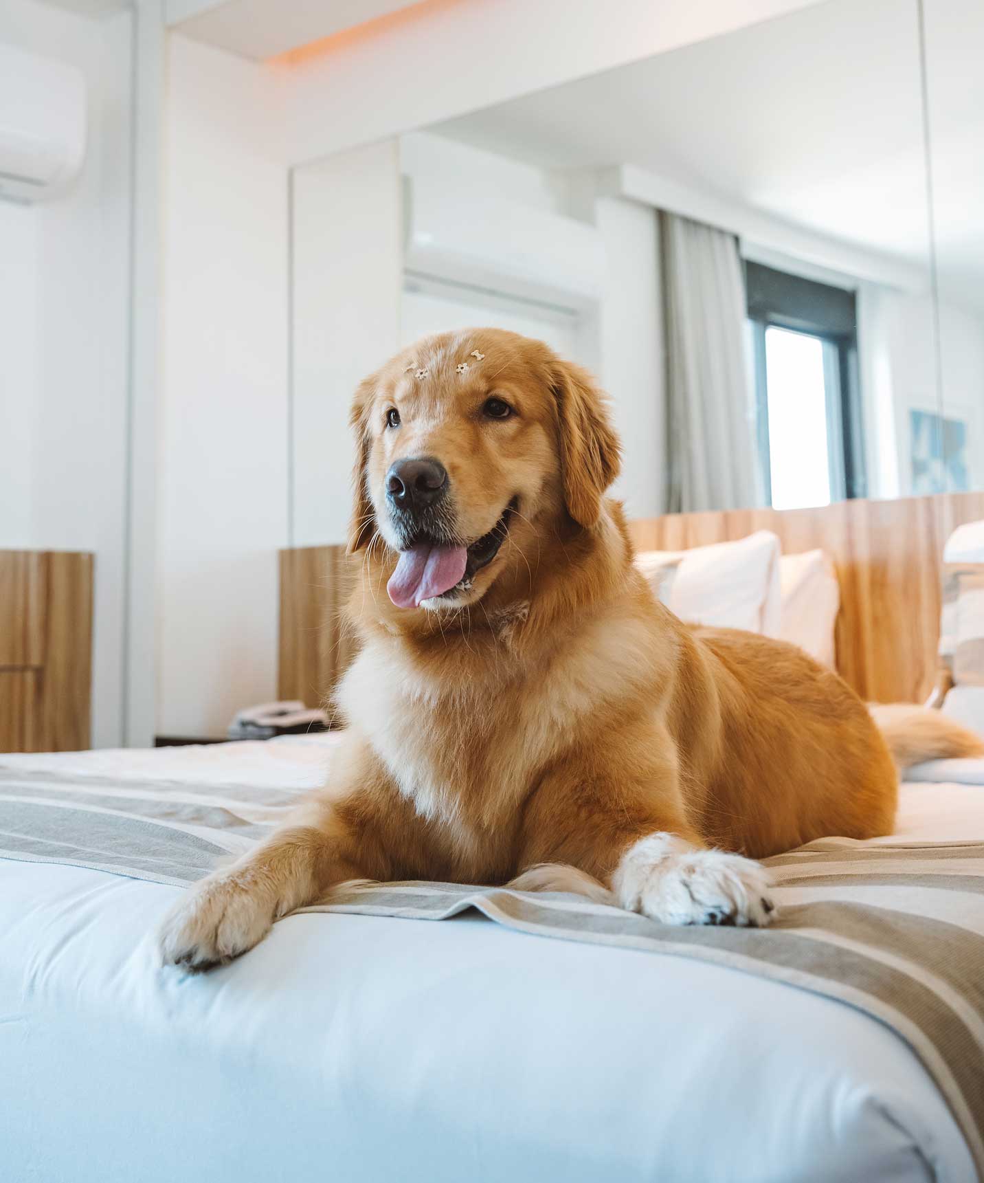 Cão deitado numa cama de hotel, em quarto moderno do Pestana Rio Atlântica