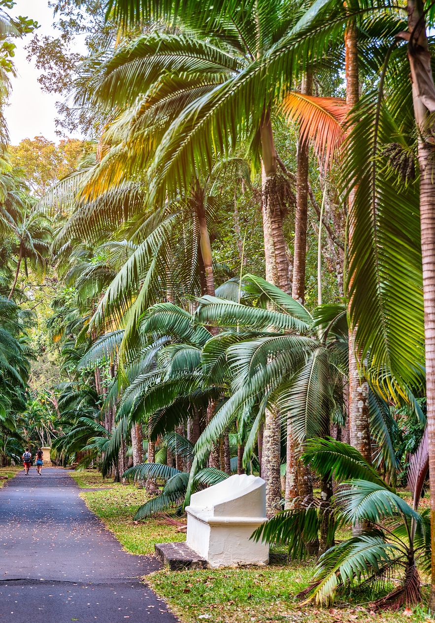 Pflasterweg im Botanischen Garten von Funchal, umgeben von Palmen und tropischer Vegetation