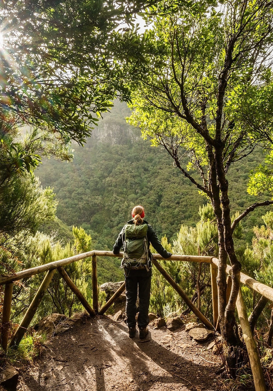 Laurissilva-Wald auf Madeira, wo man auf den berühmten Levadas mit einem Rucksack wandern kann