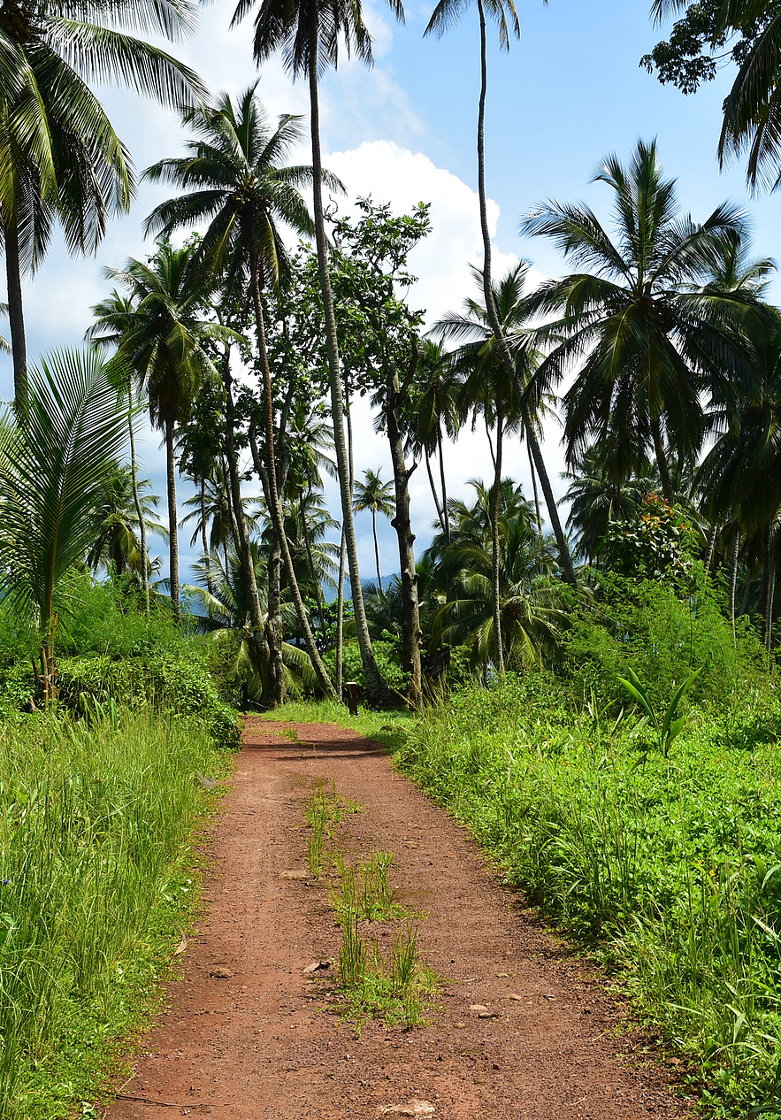 Walking trails surrounded by tropical scenery with palm trees and blue sky on Ilhéu das Rolas