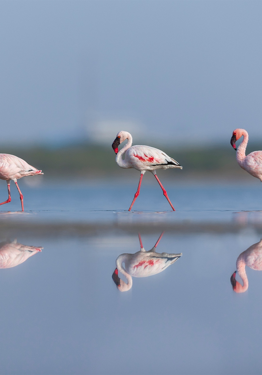Los flamencos en la Isla de Bazaruto pintan el paisaje con colores vibrantes, creando un espectáculo natural