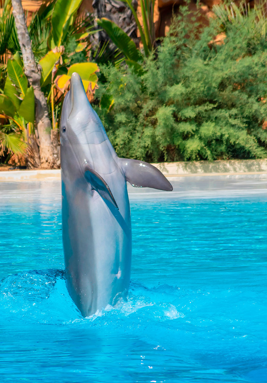 Découvrez la vie marine au Zoo Marine, avec des dauphins sautant dans les piscines