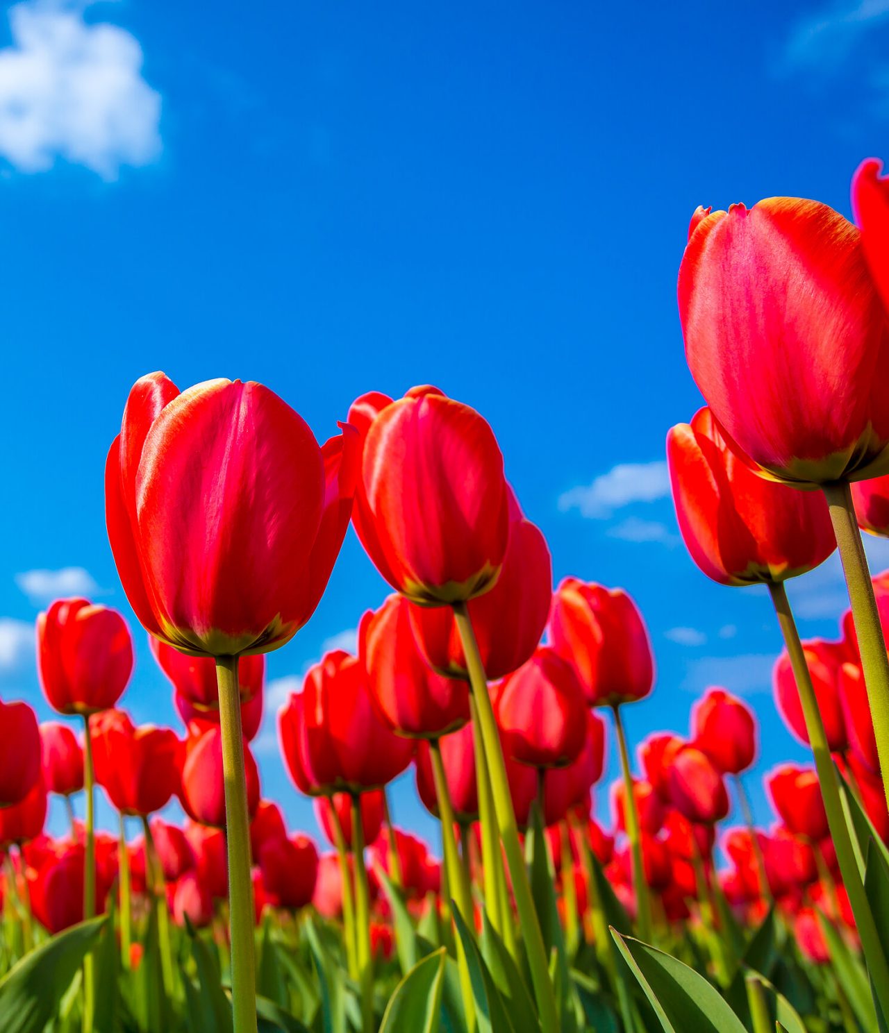 Eindeloos veld met levendige rode tulpen met de zon achter hen schijnend, op een heldere blauwe dag