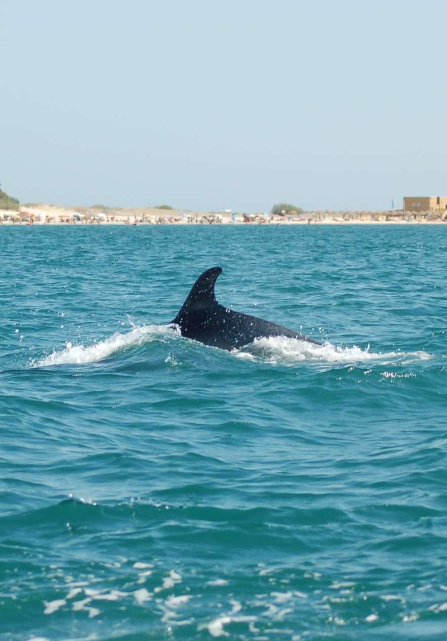 Oberer Teil eines Delfins, gesichtet von einem Boot, ganz nah, mit Strand in der Ferne und einigen Gebäuden rundherum