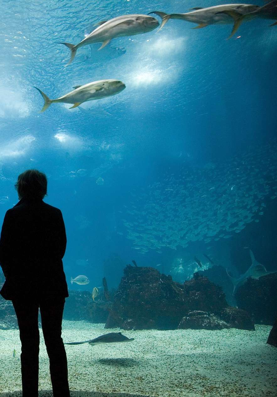 Uma criança a apontar e uma adulta do seu lado de frente para o aquário com peixes diversos, algas, corais e areia no chão