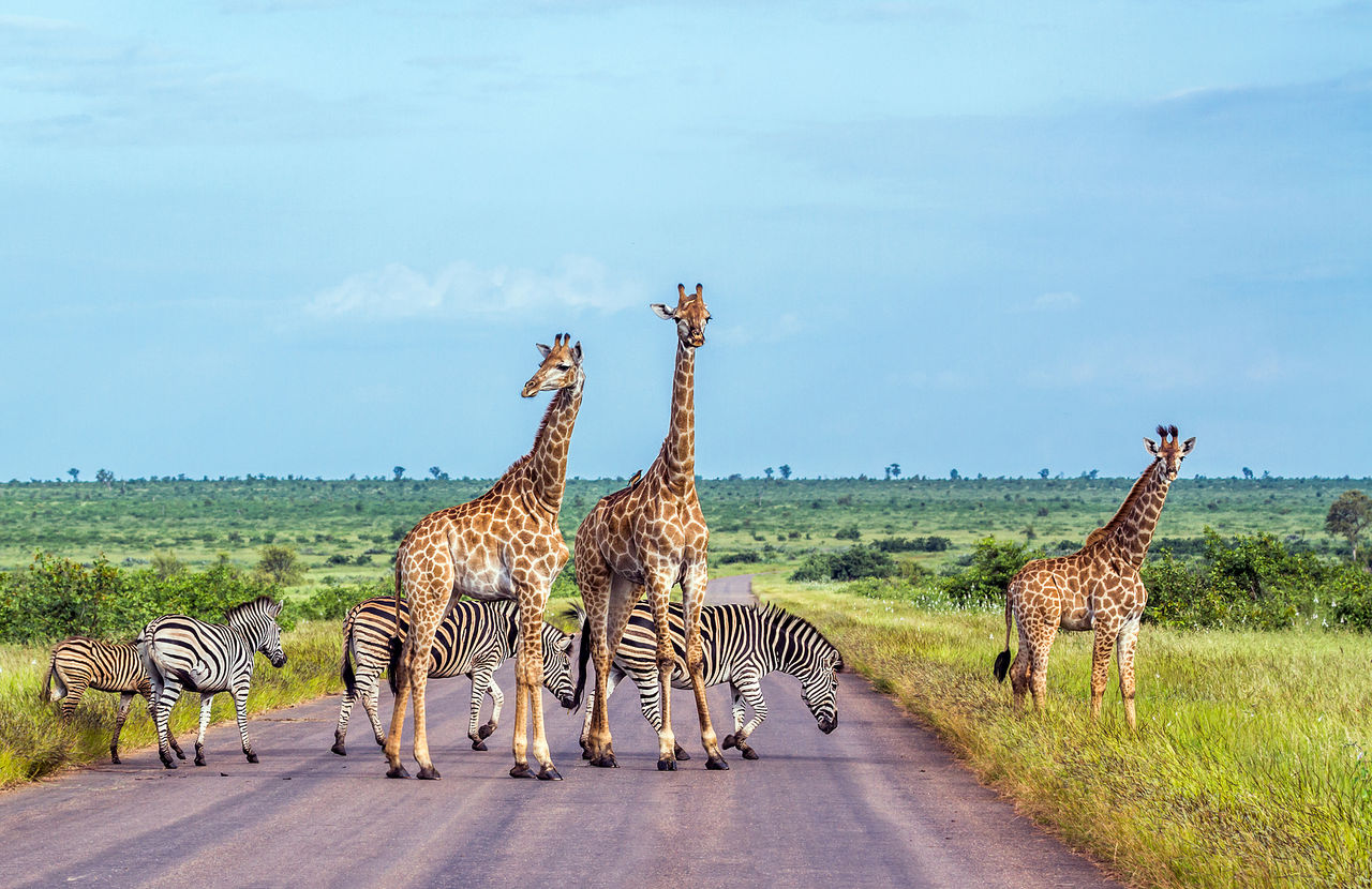 O Kruger Park, na África do Sul, é um dos maiores e mais famosos parques de safári, lar dos Big Five e rica biodiversidade