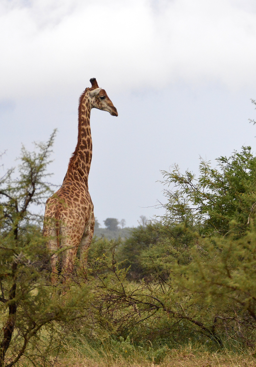 Uma girafa avistada no Kruger Park, onde se destaca contra o horizonte africano