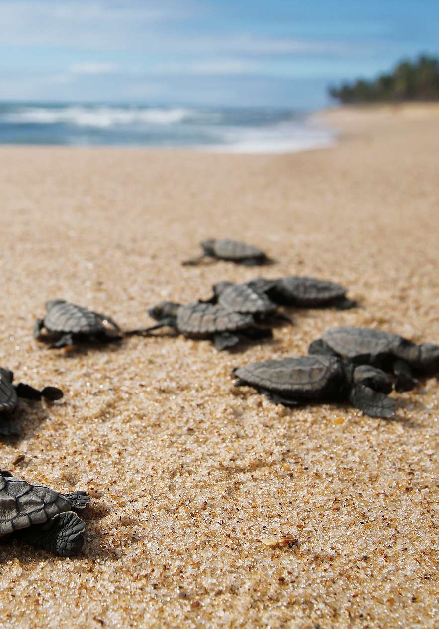 São Tomé turtles symbolize perseverance and longevity navigating the oceans and returning to the beaches to nest