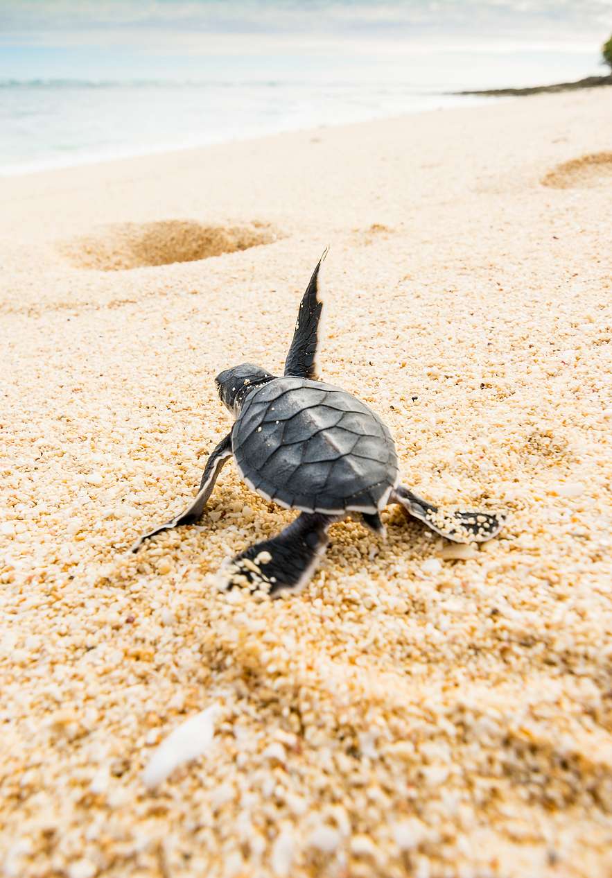 Baby turtle on the beach of Ilhéu das Rolas walking on the fine light sand towards the blue sea