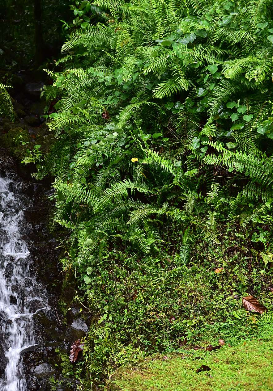 Natural park in São Tomé a sanctuary of biodiversity with a waterfall among the plants