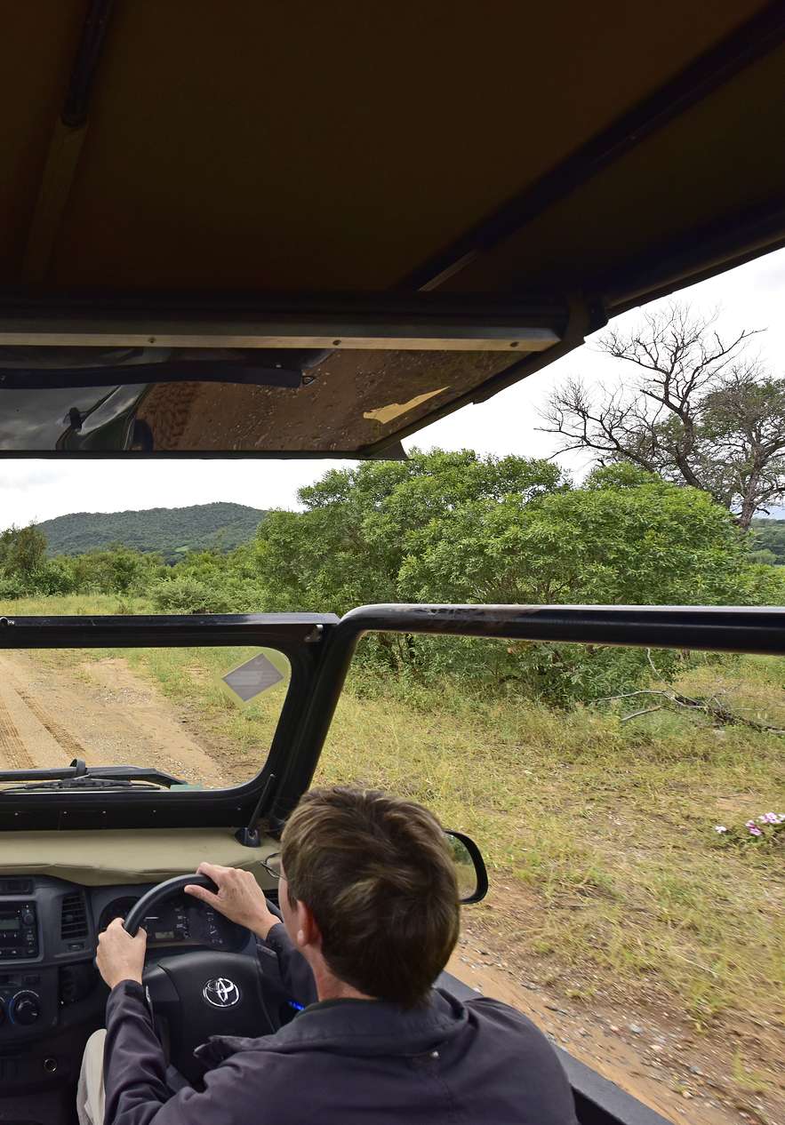 A person driving a safari in Kruger Park immersed in the wild beauty of the African savannah