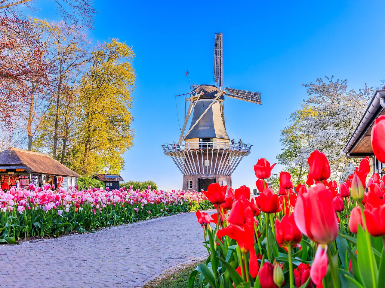 Explore Hotels in Amsterdam featuring a windmill beside blooming red tulips under a clear blue spring sky