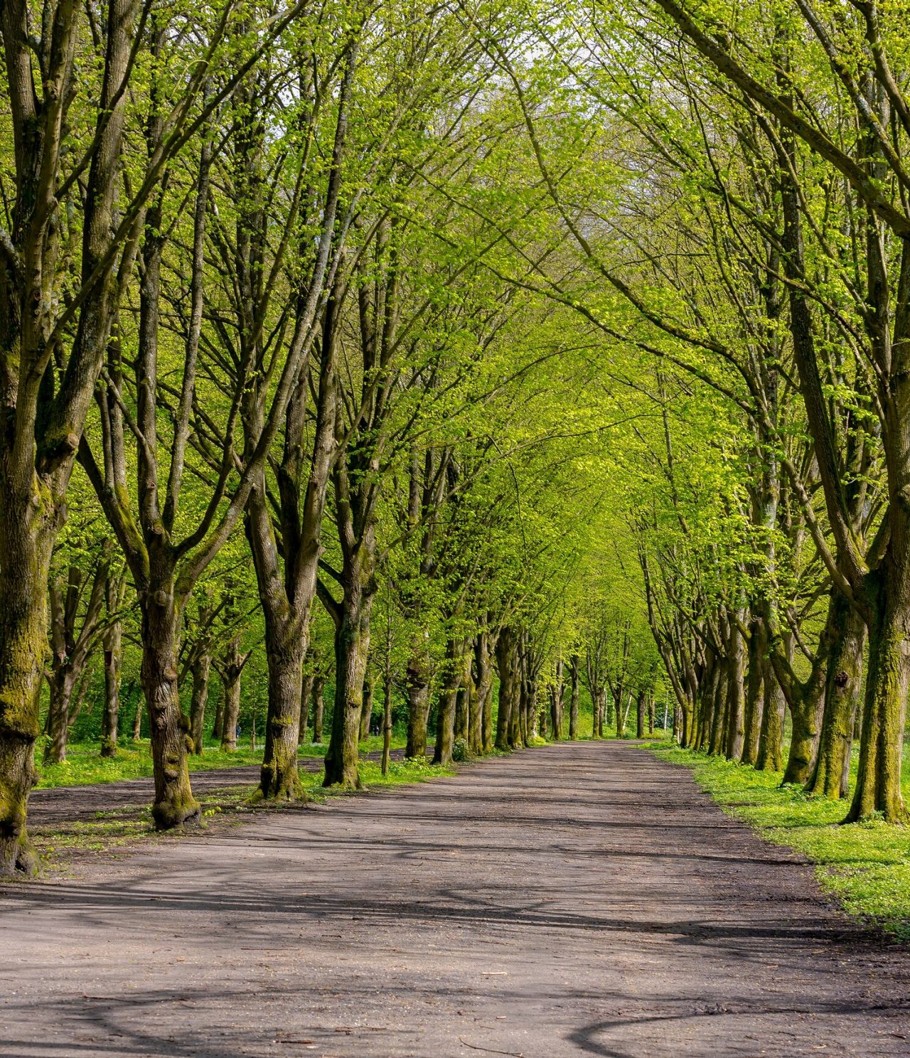 Explore Hotels in Amsterdam featuring a tree-lined park path beneath bright green spring foliage canopy