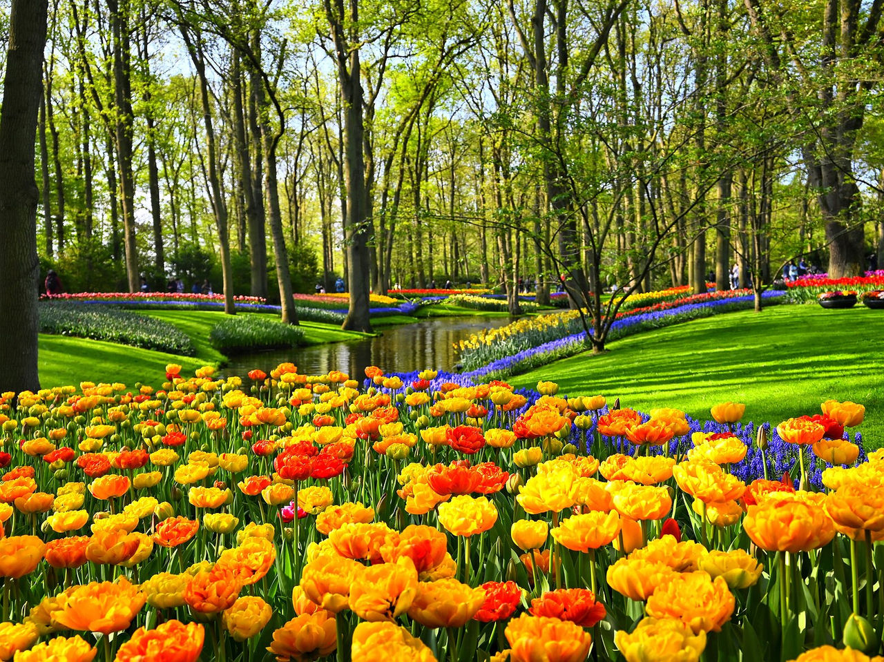 Typical field of colorful tulips in Amsterdam, in the middle of a forest with a river running through it