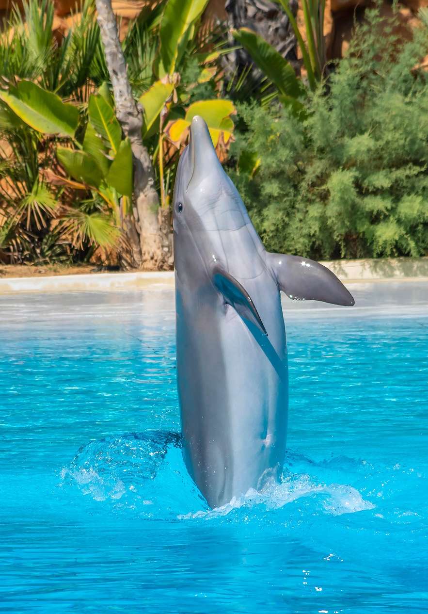 Visit marine life at Zoo Marine with dolphins jumping in the pools