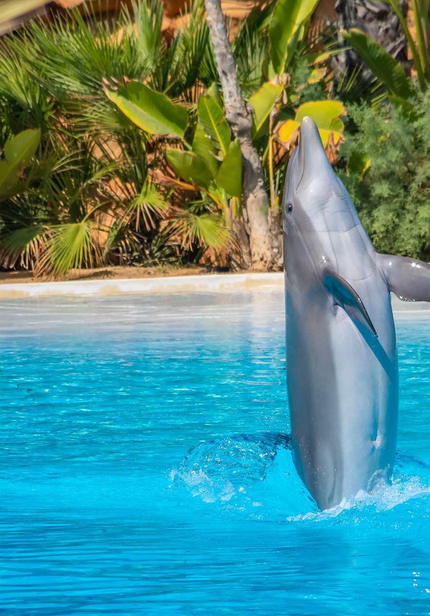 Visit marine life at Zoo Marine with dolphins jumping in the pools