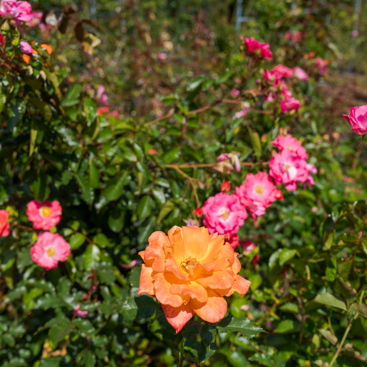 Various orange and pink roses, with surrounding vegetation and arches in the background to organize the plant arrangement