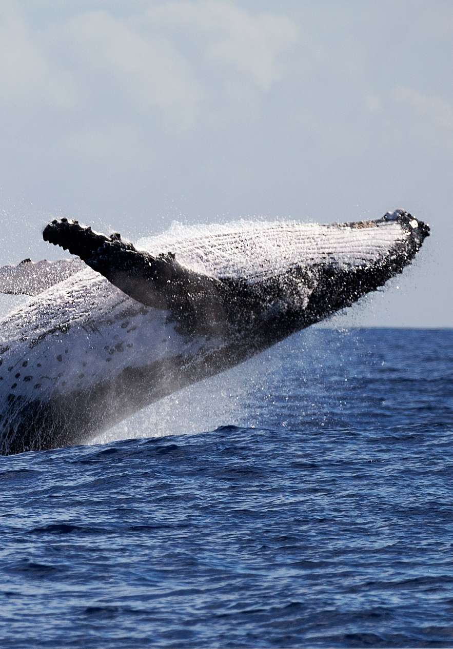 Whale jumping and falling backward spotted from a vessel in Porto Santo in the middle of the sea