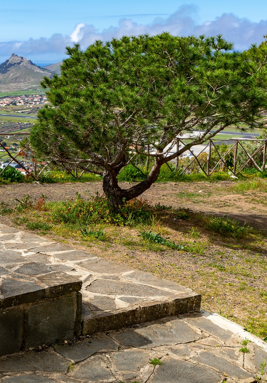Highest point of Porto Santo island with a tree and view of the island in the background