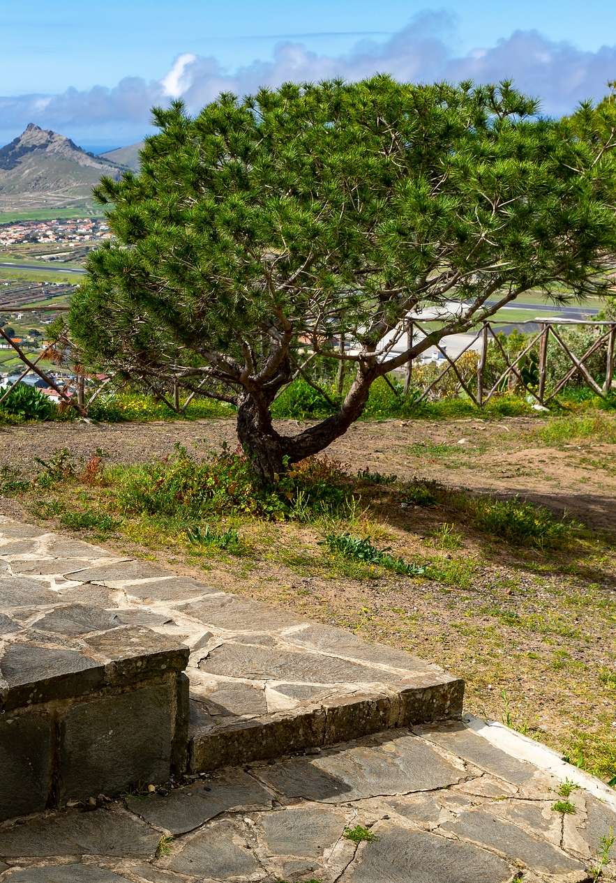 Highest point of Porto Santo island with a tree and view of the island in the background