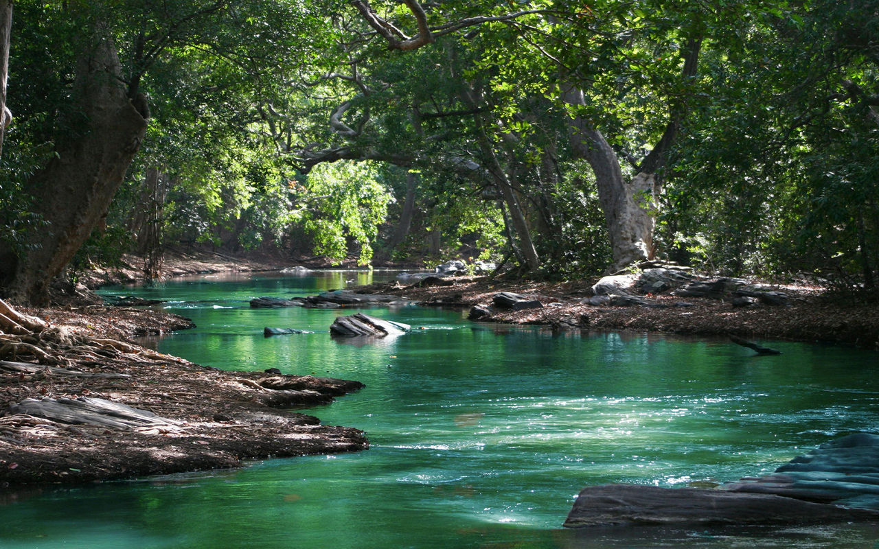 Explore Pestana Hotel Group featuring a turquoise river flowing through dense forest beneath sunlit trees
